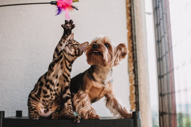Pet influencer agency