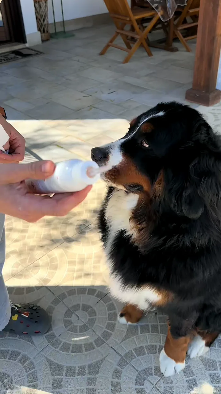 Bernese mountain dog sniffing a white bottle of ear cleaner held out by its owner on a sunny patio