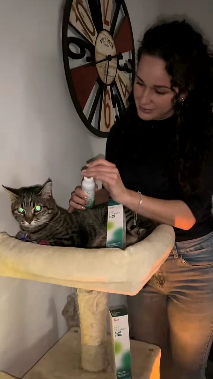 Woman with curly hair applying ear care spray to a tabby cat on a cat tree, product boxes beside it