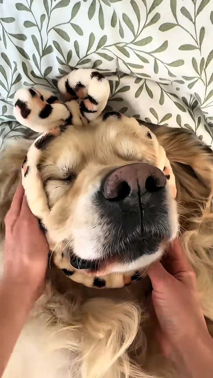 Golden retriever with closed eyes and a spotted spa headband, its face cradled in an owner's hands