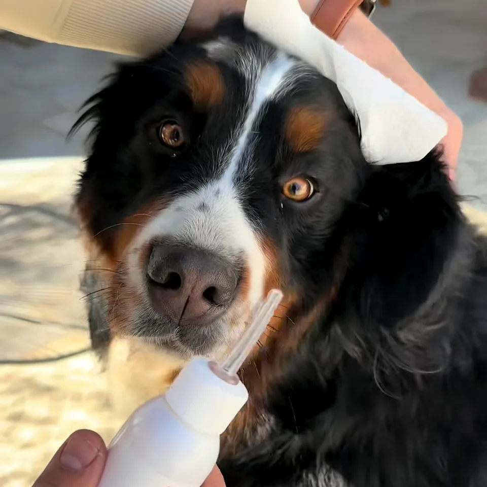 Bernese mountain dog looking up as an owner wipes its ear with a tissue, ear cleaner nozzle close to its muzzle