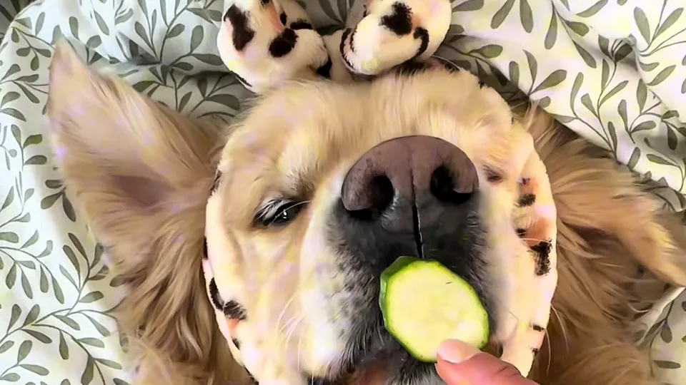 Golden retriever in a spotted headband lying on leafy bedding while a hand holds a cucumber slice to its nose