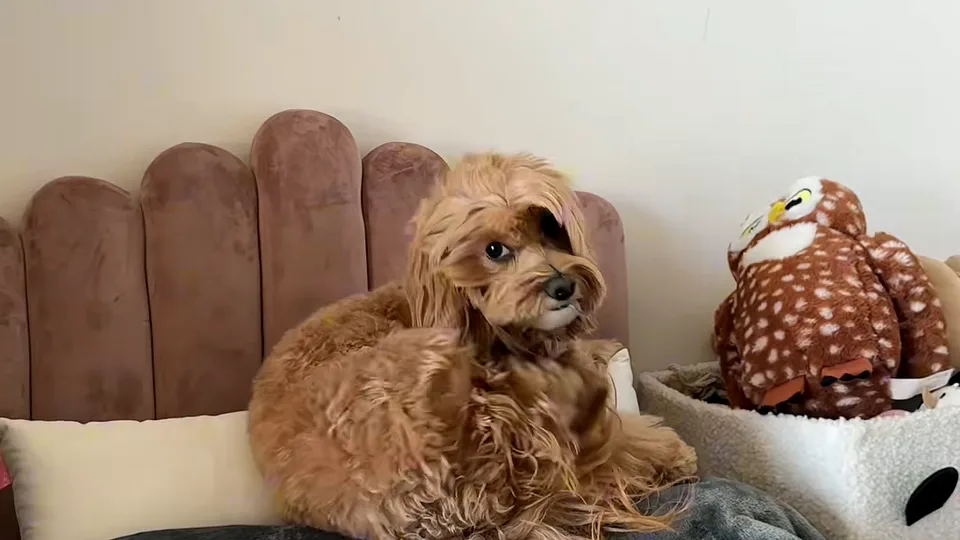 Fluffy apricot dog lying on a bed with a scalloped pink headboard next to a toy owl