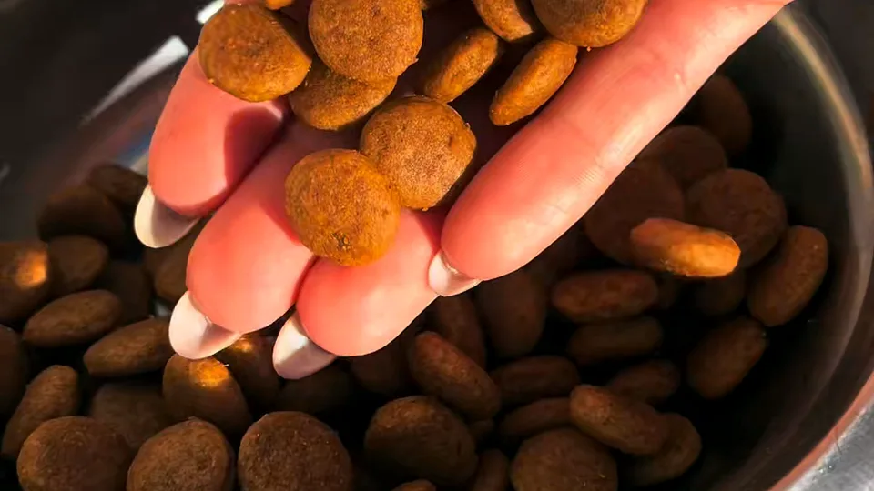 Hand scooping a palmful of round dry kibble out of a full steel dog bowl